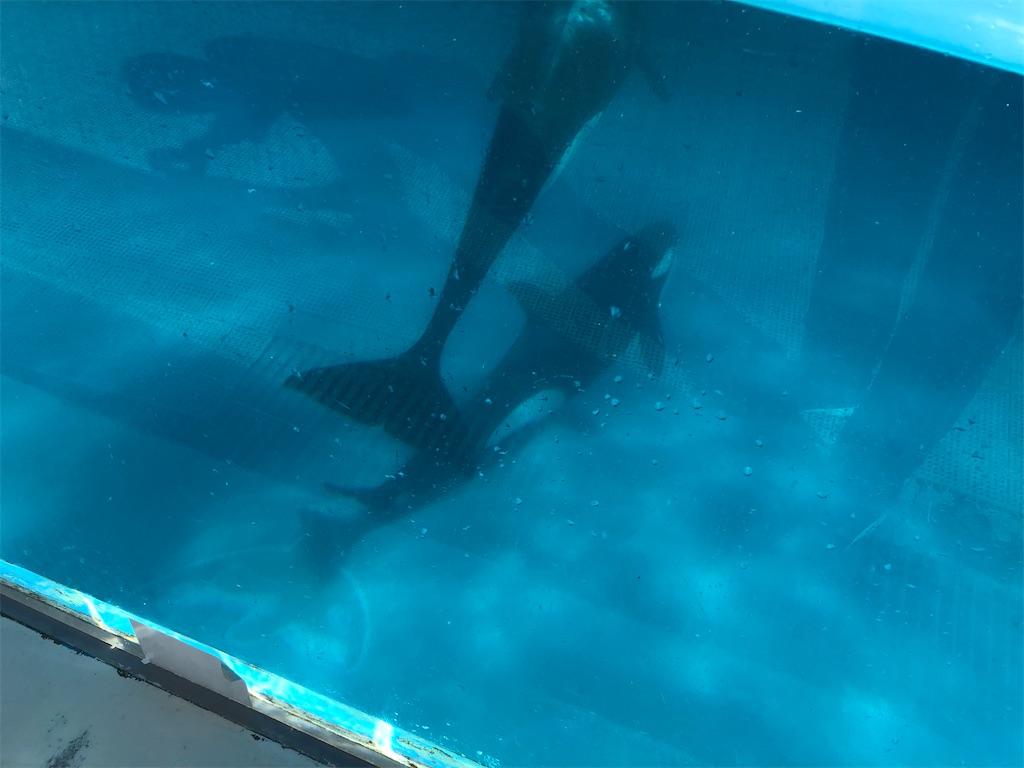 f:id:biolpyrrhogaster:20200216094908j:image
