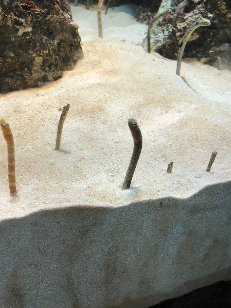 f:id:biolpyrrhogaster:20200216094914j:image