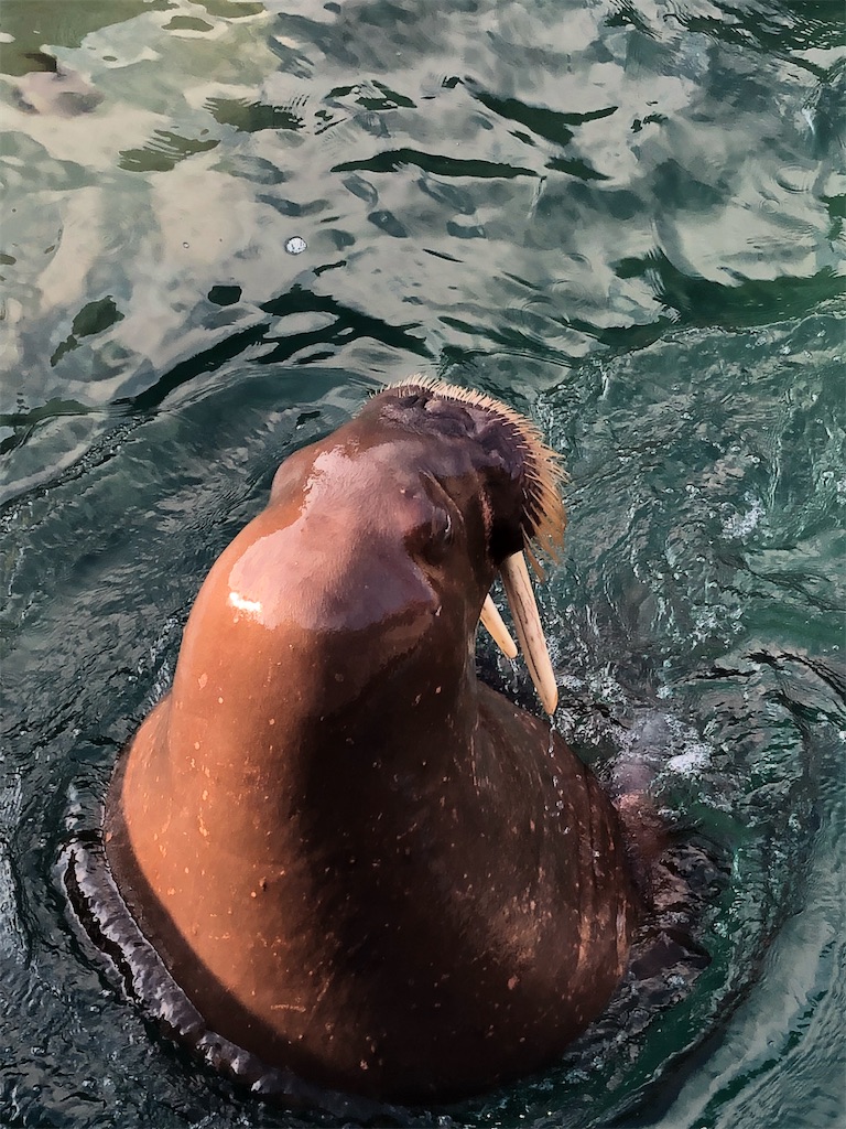 f:id:biolpyrrhogaster:20200216094927j:image