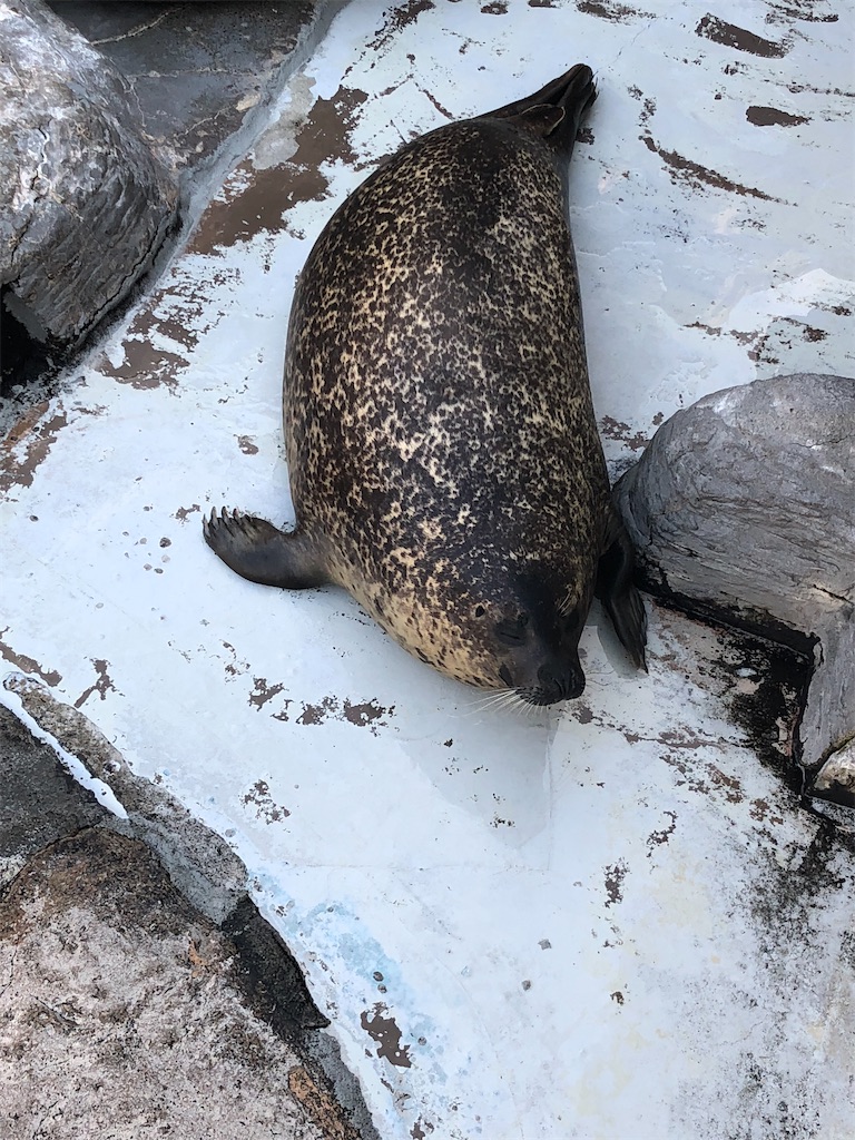 f:id:biolpyrrhogaster:20200216094935j:image