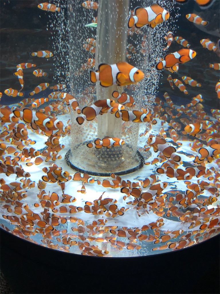 f:id:biolpyrrhogaster:20200216094941j:image