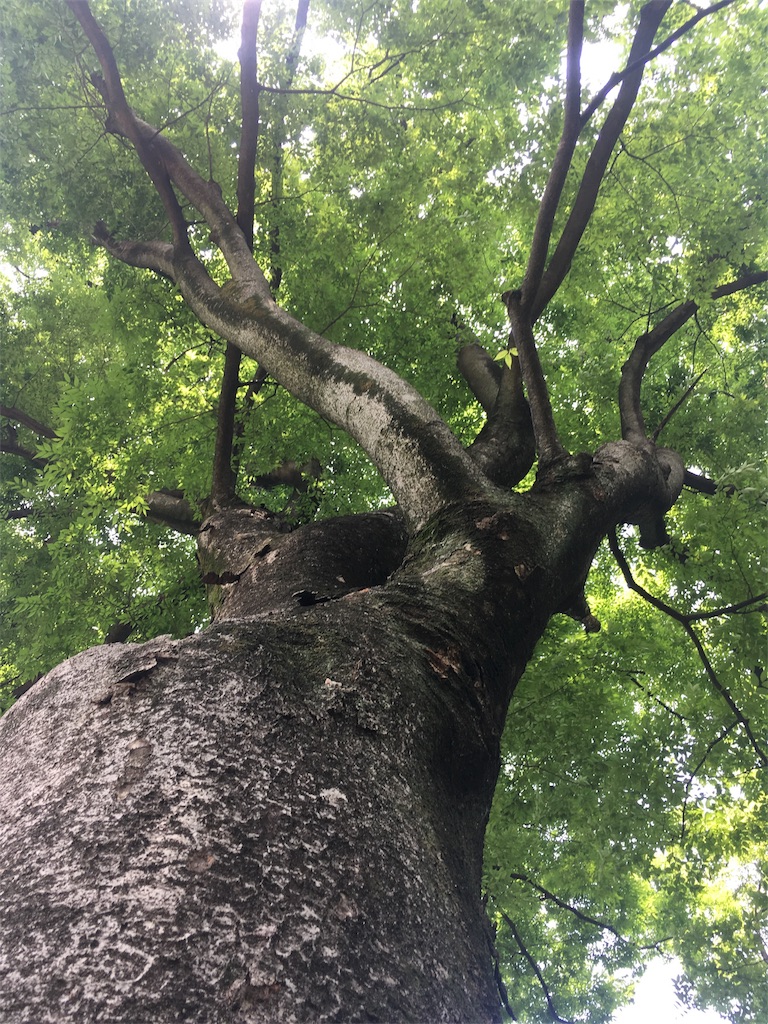 f:id:biomass-world:20170620192632j:image f:id:biomass-world:20170620192632j:image