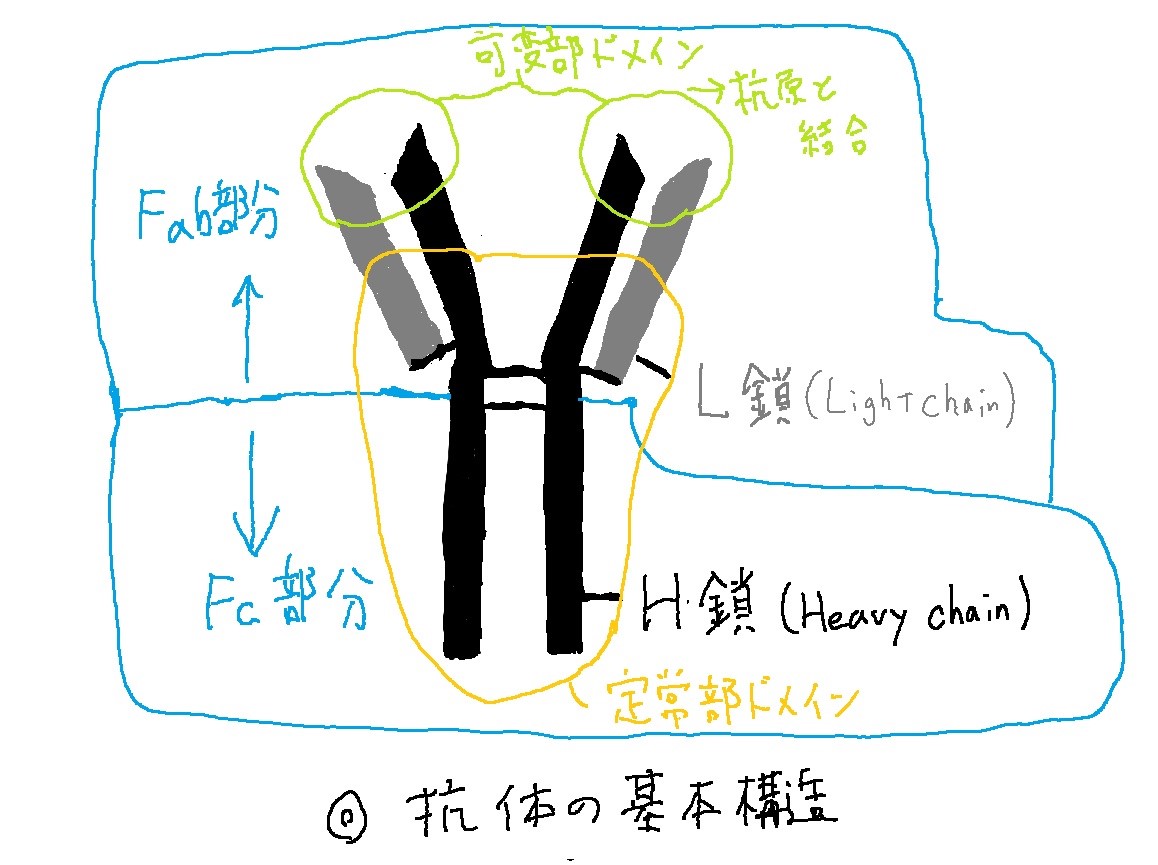 f:id:bionano3:20200510005307j:plain