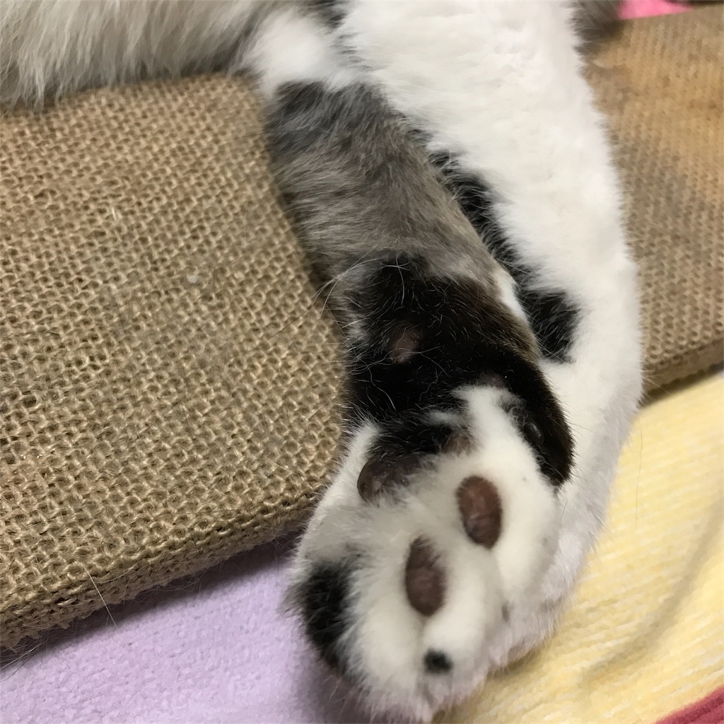 14年くらい一緒に暮らしたねこが旅立った さよなら ぎこの観たもの聴いたもの