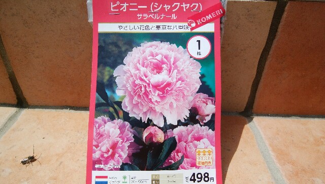 Biora Nuのブログ