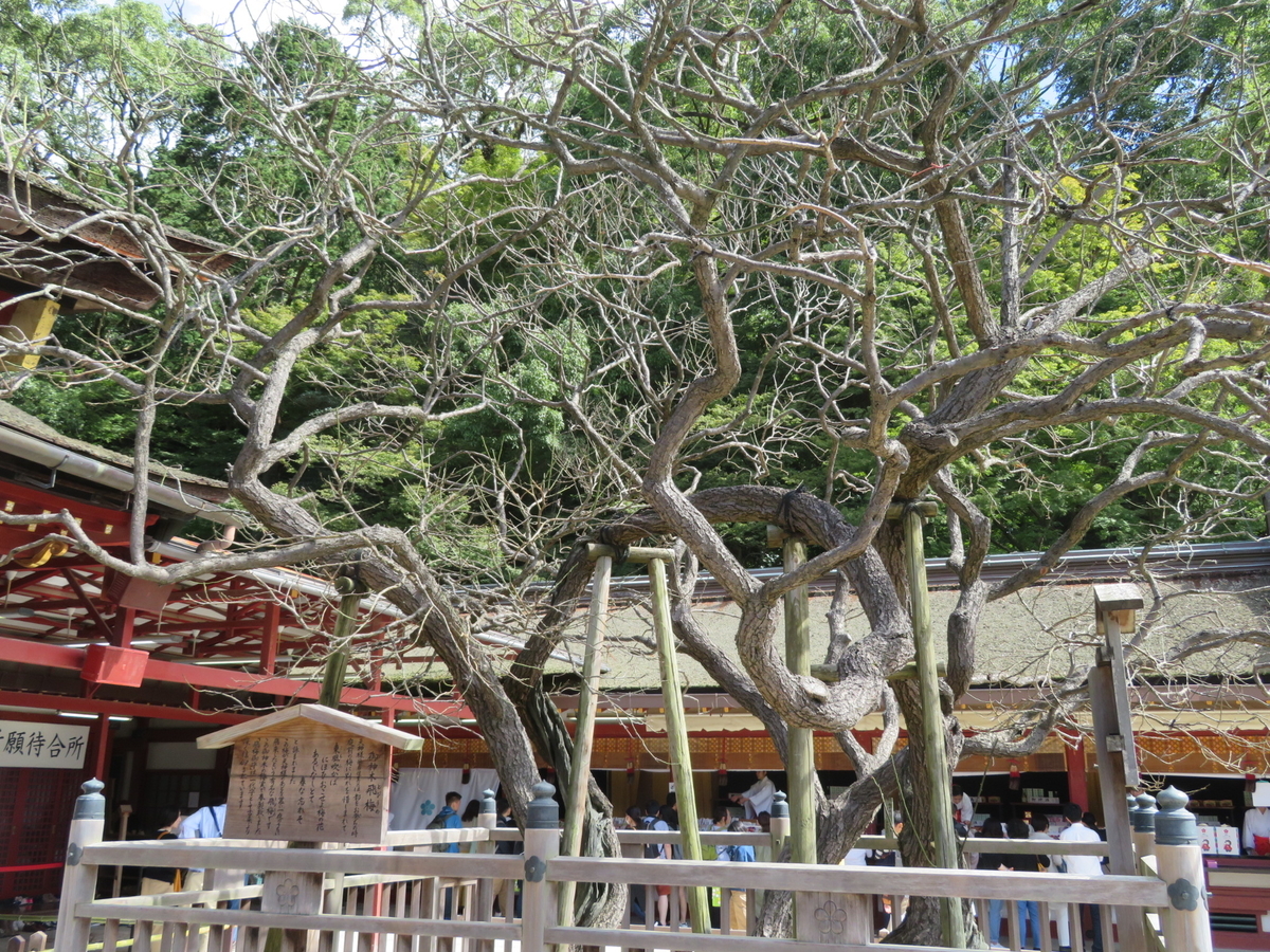 f:id:bird_life_lgm:20191013182240j:plain