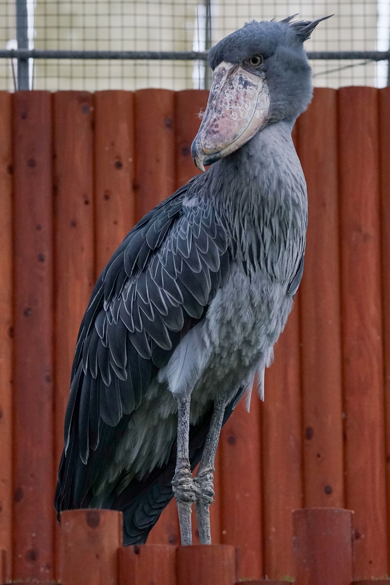 f:id:bird_saburou:20210908211546j:plain