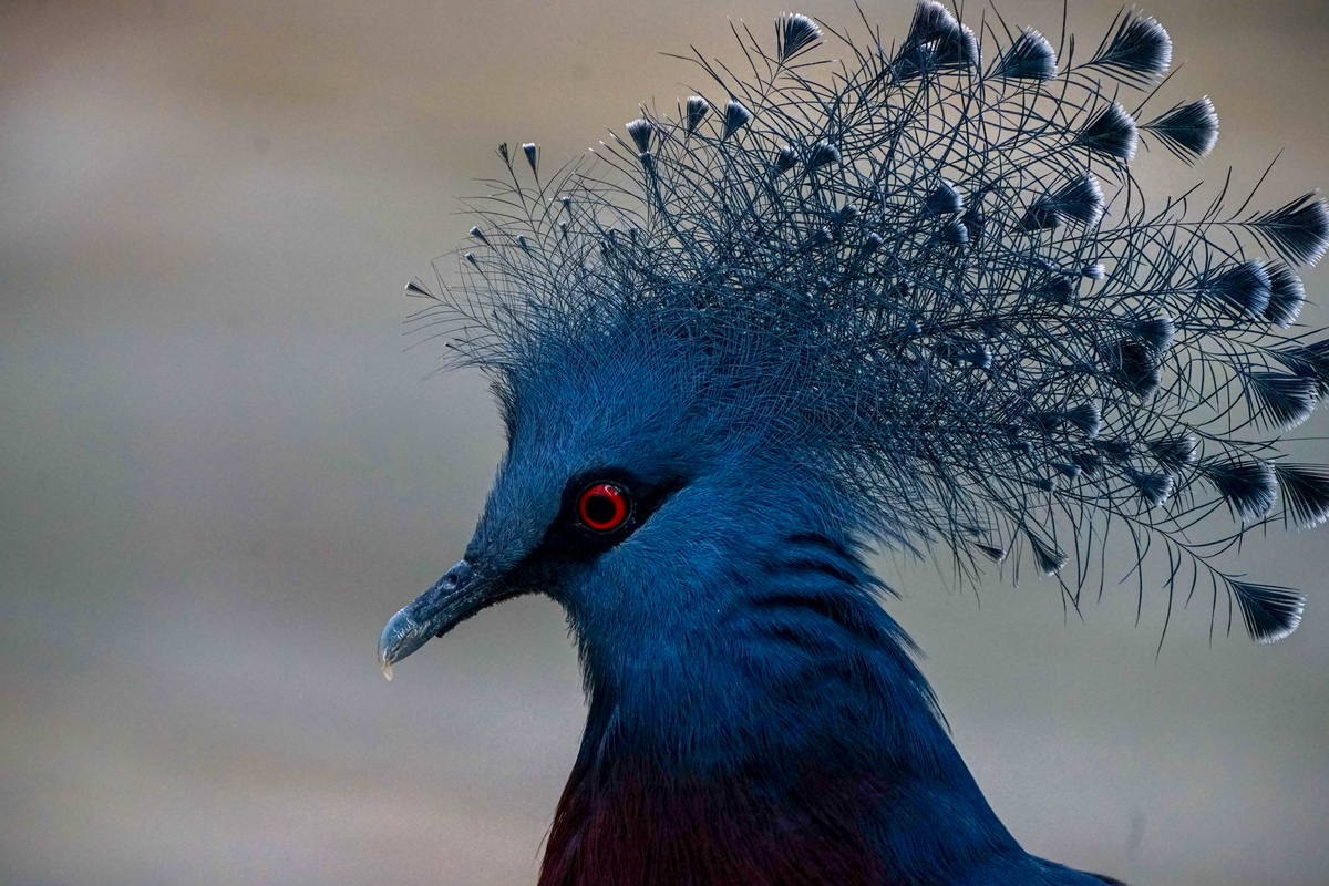 f:id:bird_saburou:20210908211818j:plain