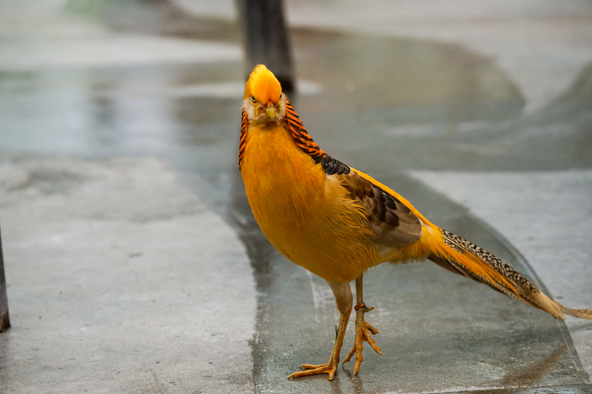 f:id:bird_saburou:20210908212359j:plain