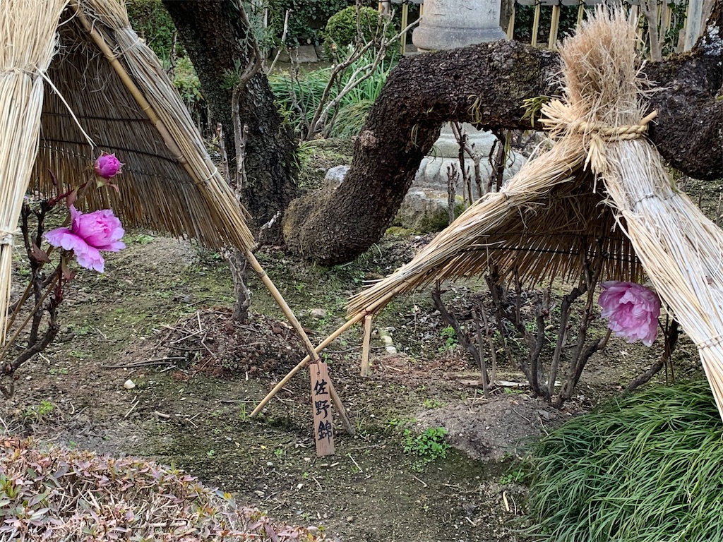 f:id:birdheads:20240114222452j:image f:id:birdheads:20240114222452j:image