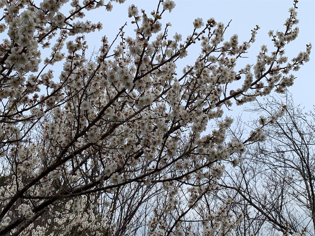 f:id:birdheads:20250308175159j:image
