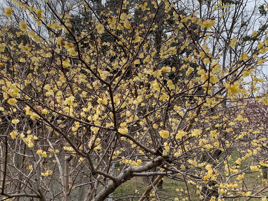 f:id:birdheads:20250308175339j:image