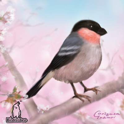 ウソ 鳥 トリ Bird博物館