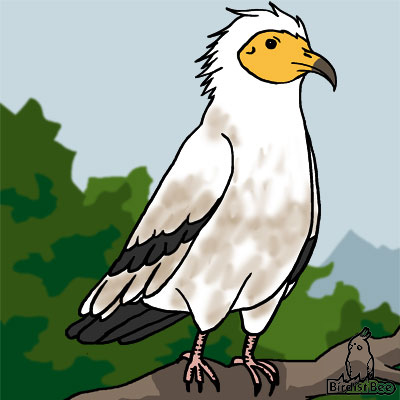 エジプトハゲワシ 鳥 トリ Bird博物館