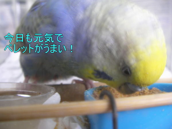 f:id:birdland2:20090212224927j:image f:id:birdland2:20090212224927j:image