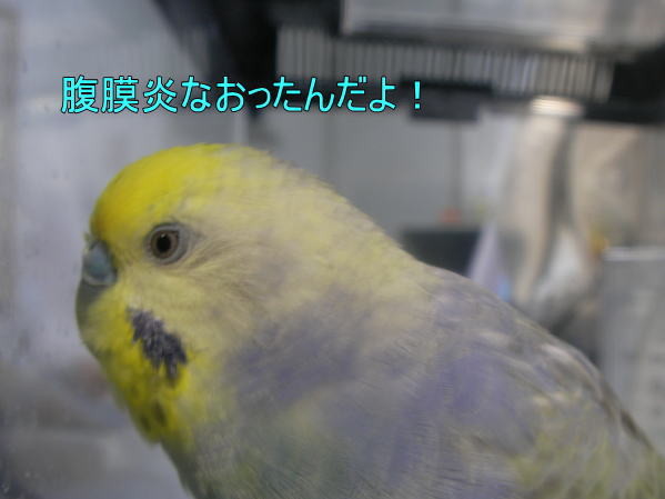 f:id:birdland2:20090212224928j:image f:id:birdland2:20090212224928j:image
