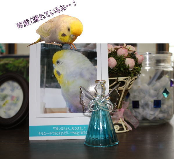 f:id:birdland2:20090904002634j:image