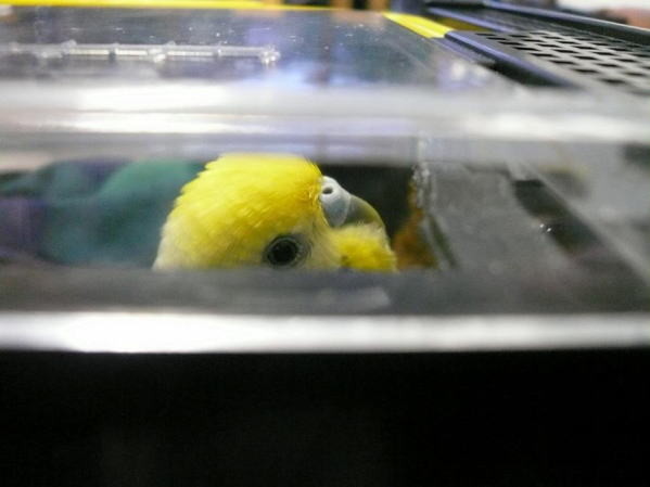f:id:birdland2:20090905082724j:image