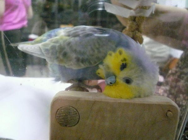 f:id:birdland2:20090905082725j:image