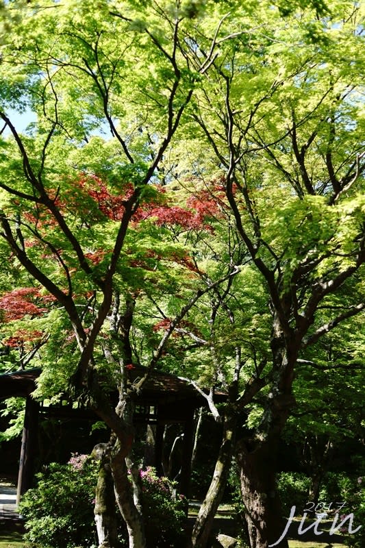新緑と藤 - 鳥や自然と触れ合う時間