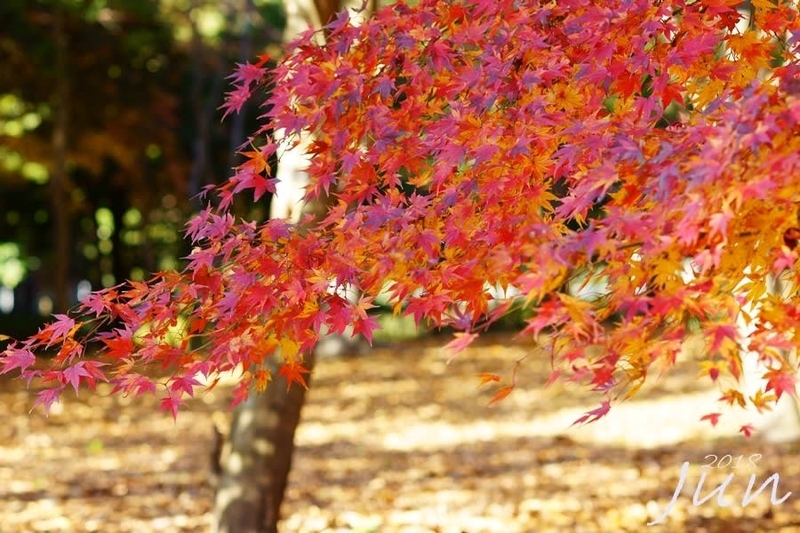 モミジの紅葉 - 鳥や自然と触れ合う時間