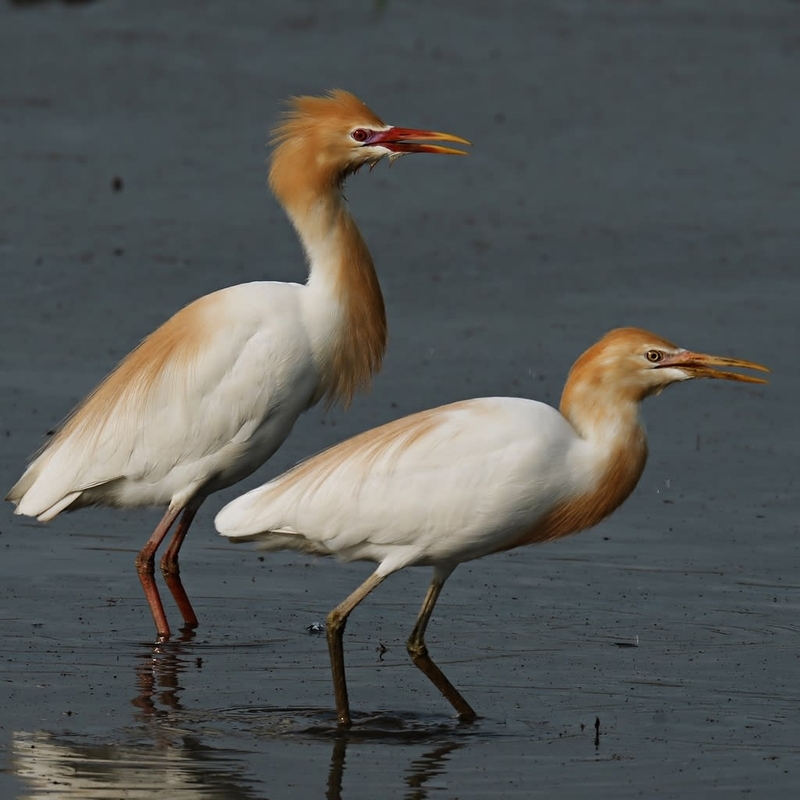 アマサギ(夏羽) - 鳥や自然と触れ合う時間