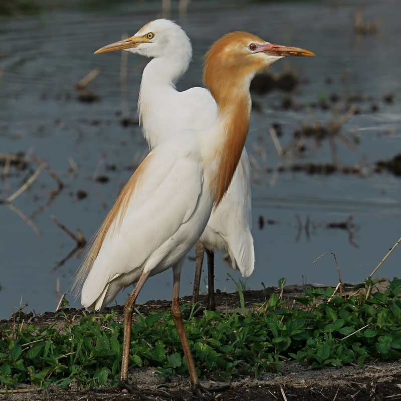 アマサギ(夏羽) - 鳥や自然と触れ合う時間