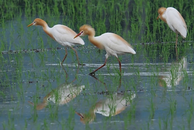 アマサギ(夏羽)を探しに行ってみた - 鳥や自然と触れ合う時間