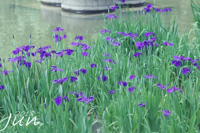 水辺の - 鳥や自然と触れ合う時間