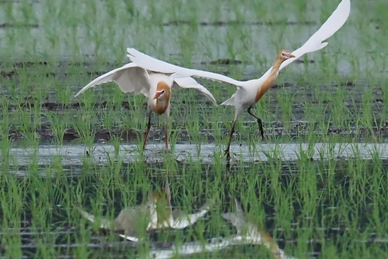 アマサギ(夏羽)を探しに行ってみた - 鳥や自然と触れ合う時間
