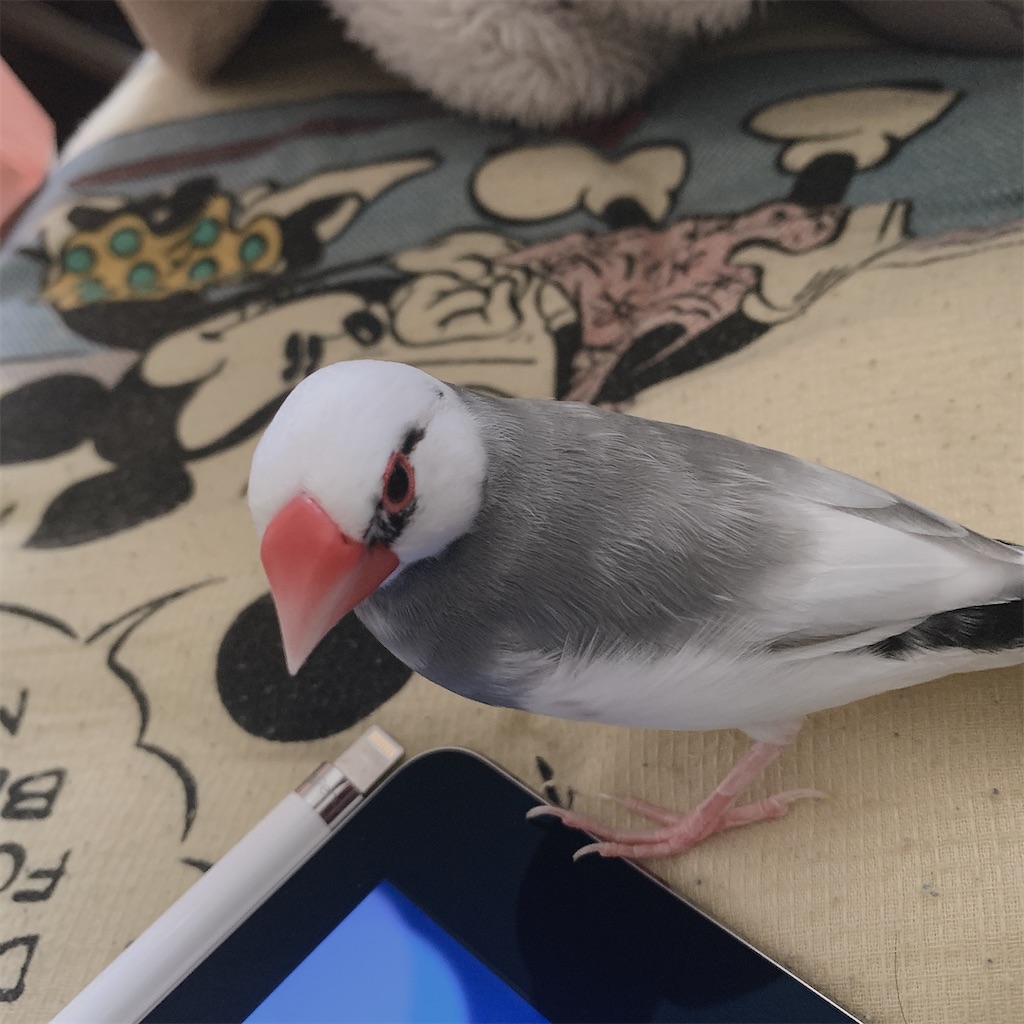 f:id:birdneco:20200430191552j:image