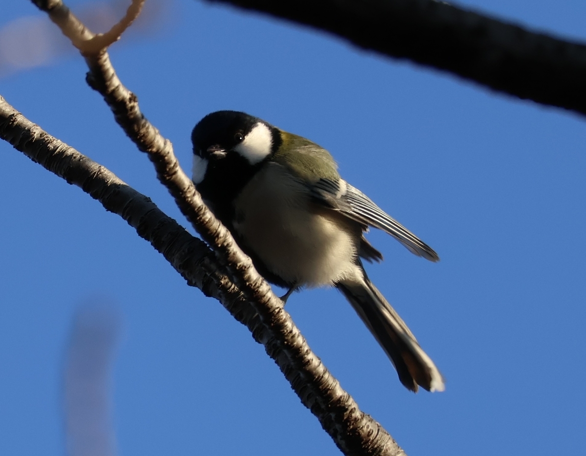 代々木公園「桜の園」のシジュウカラ２