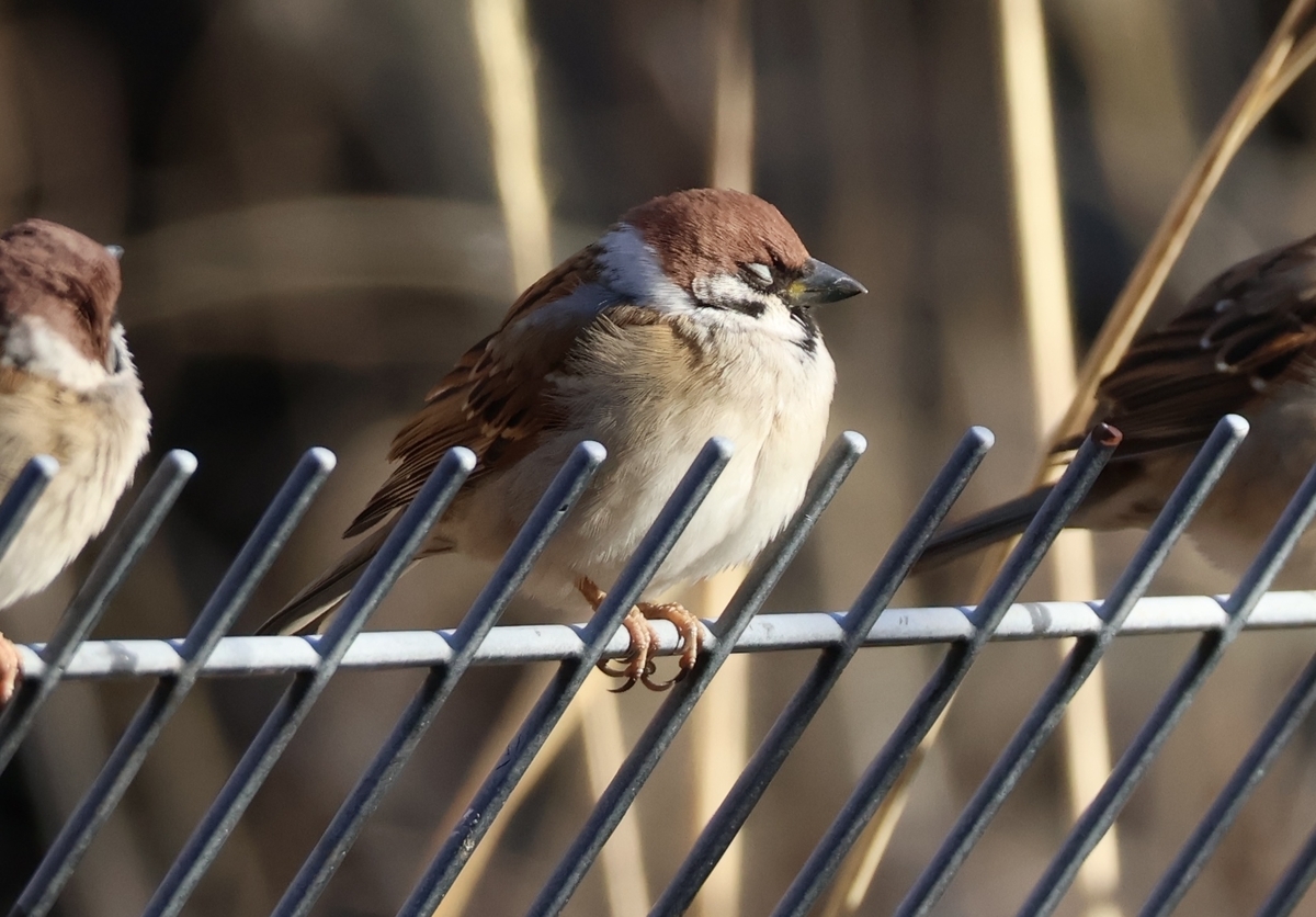 代々木公園のスズメ