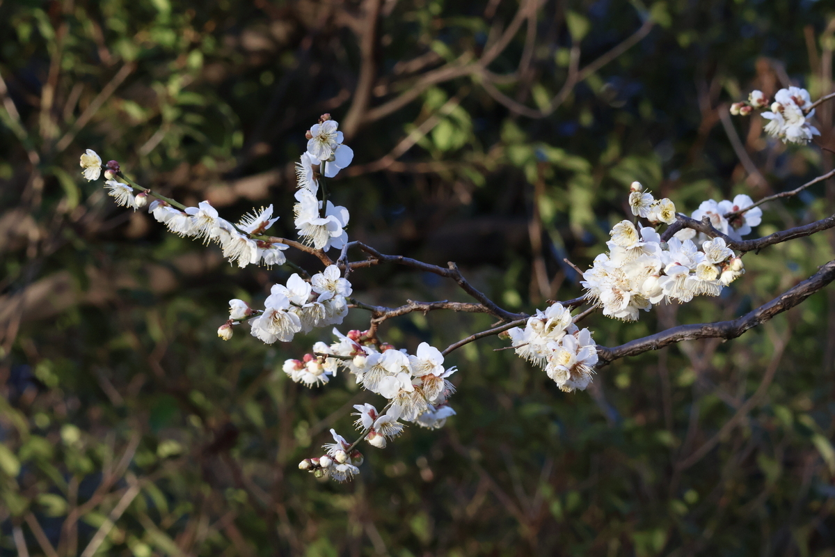 代々木公園サービスセンター近くの梅の花
