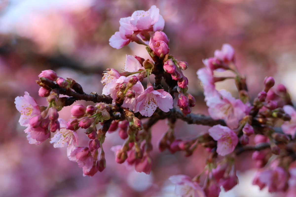 代々木公園の河津桜（カワヅザクラ）