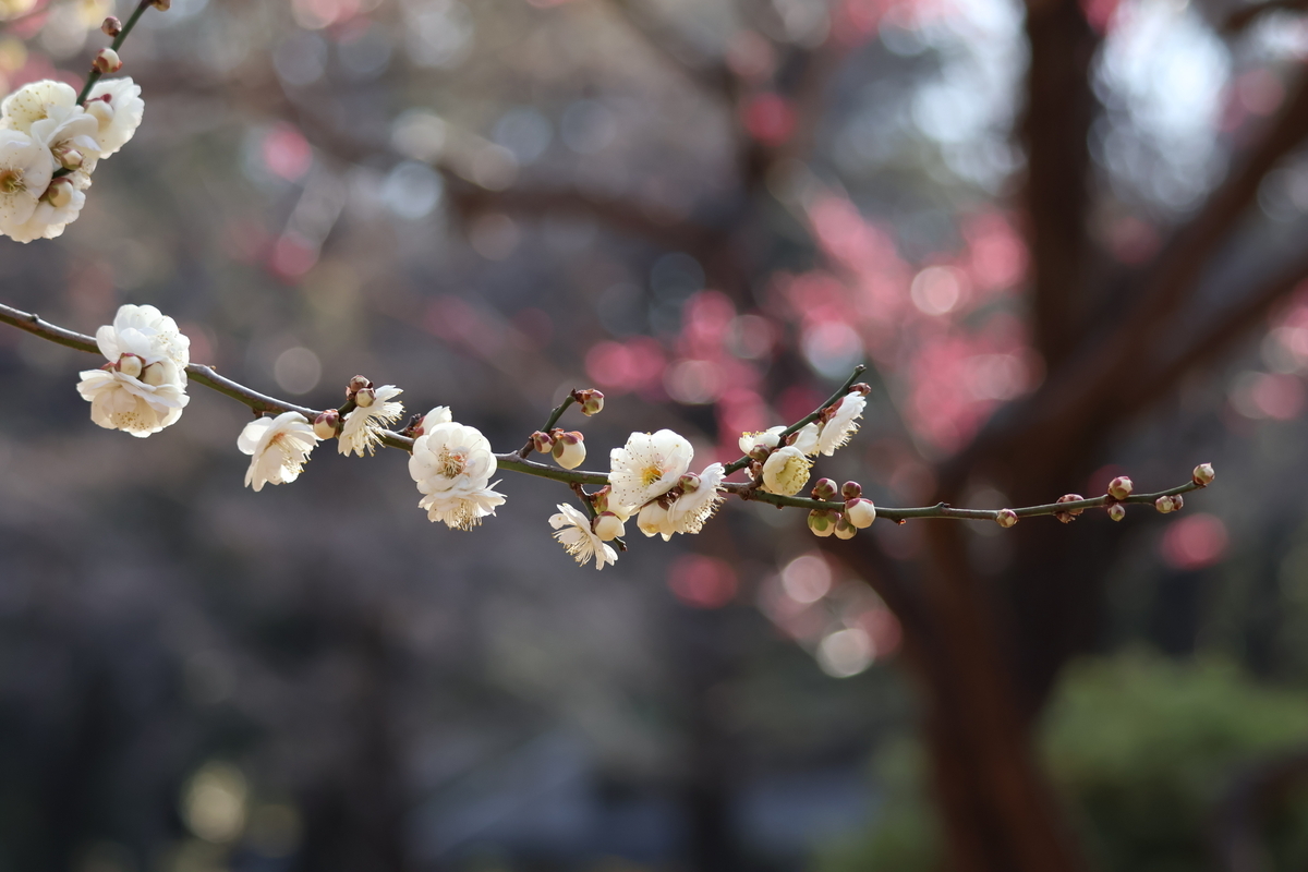 代々木公園の梅の開花状況（白）