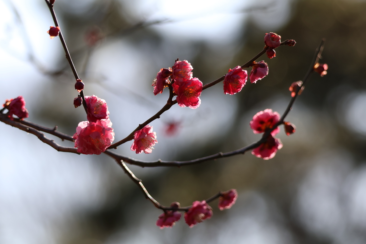 代々木公園の梅の開花状況（赤）