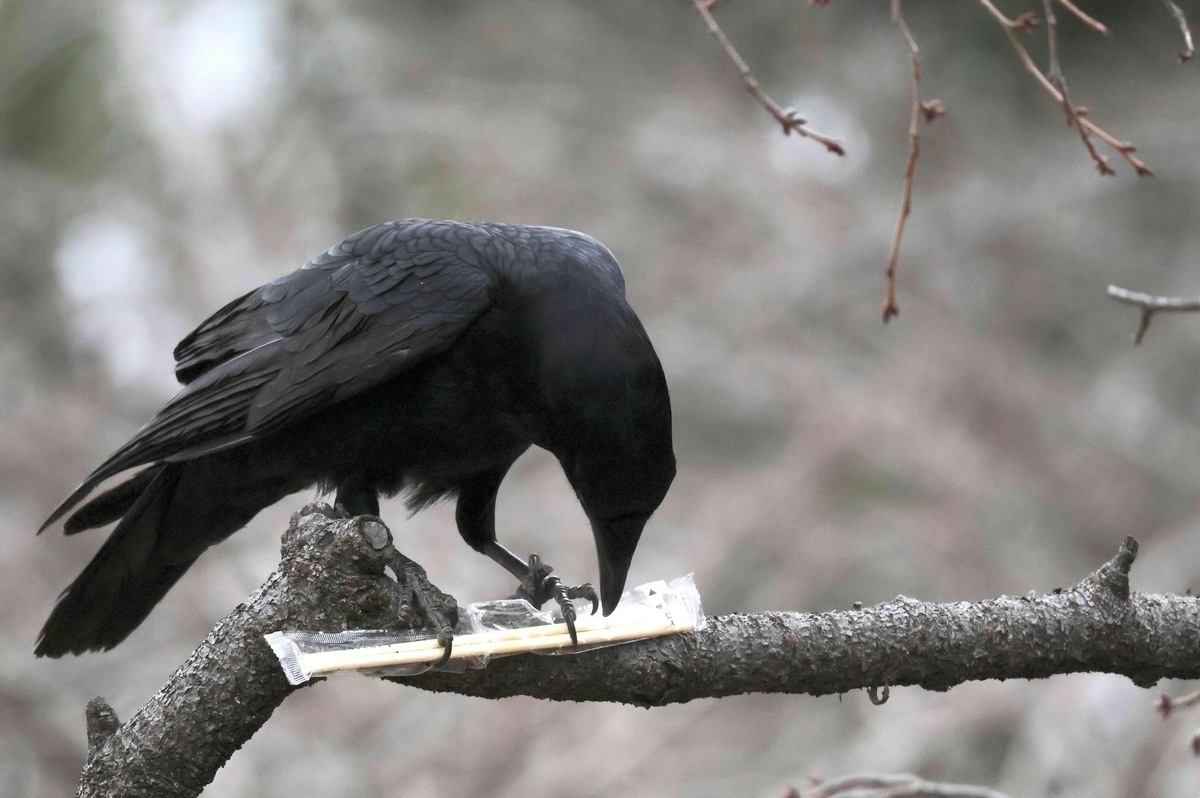 カラスが袋を破ろうと奮闘している