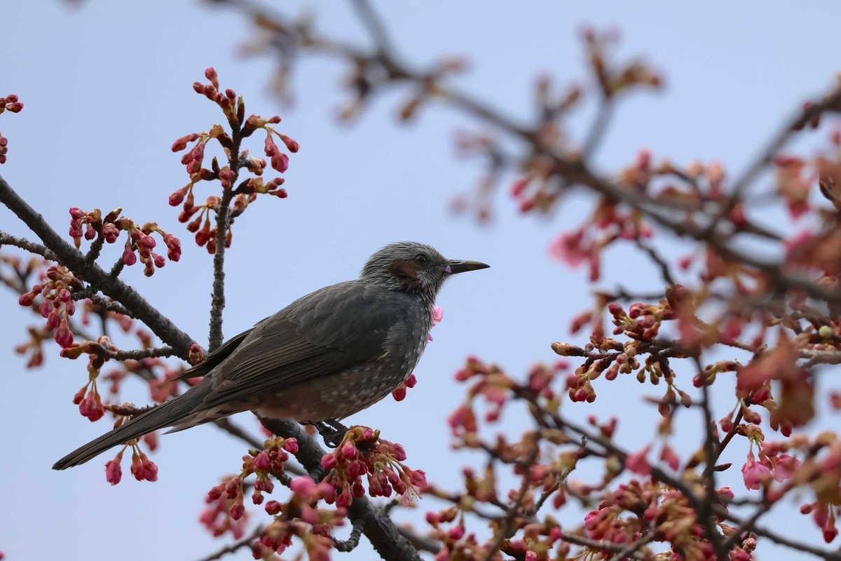 代々木公園の河津桜にやってきたヒヨドリ