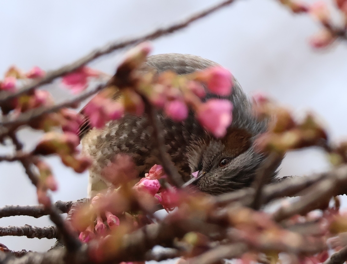 河津桜の花びらを啄むヒヨドリ