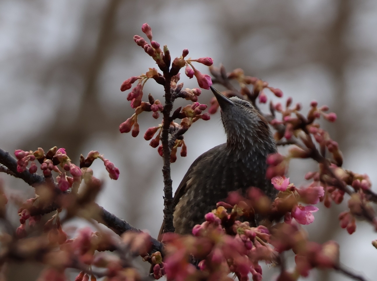 ヒヨドリは花の蜜も舐めているのだろうか