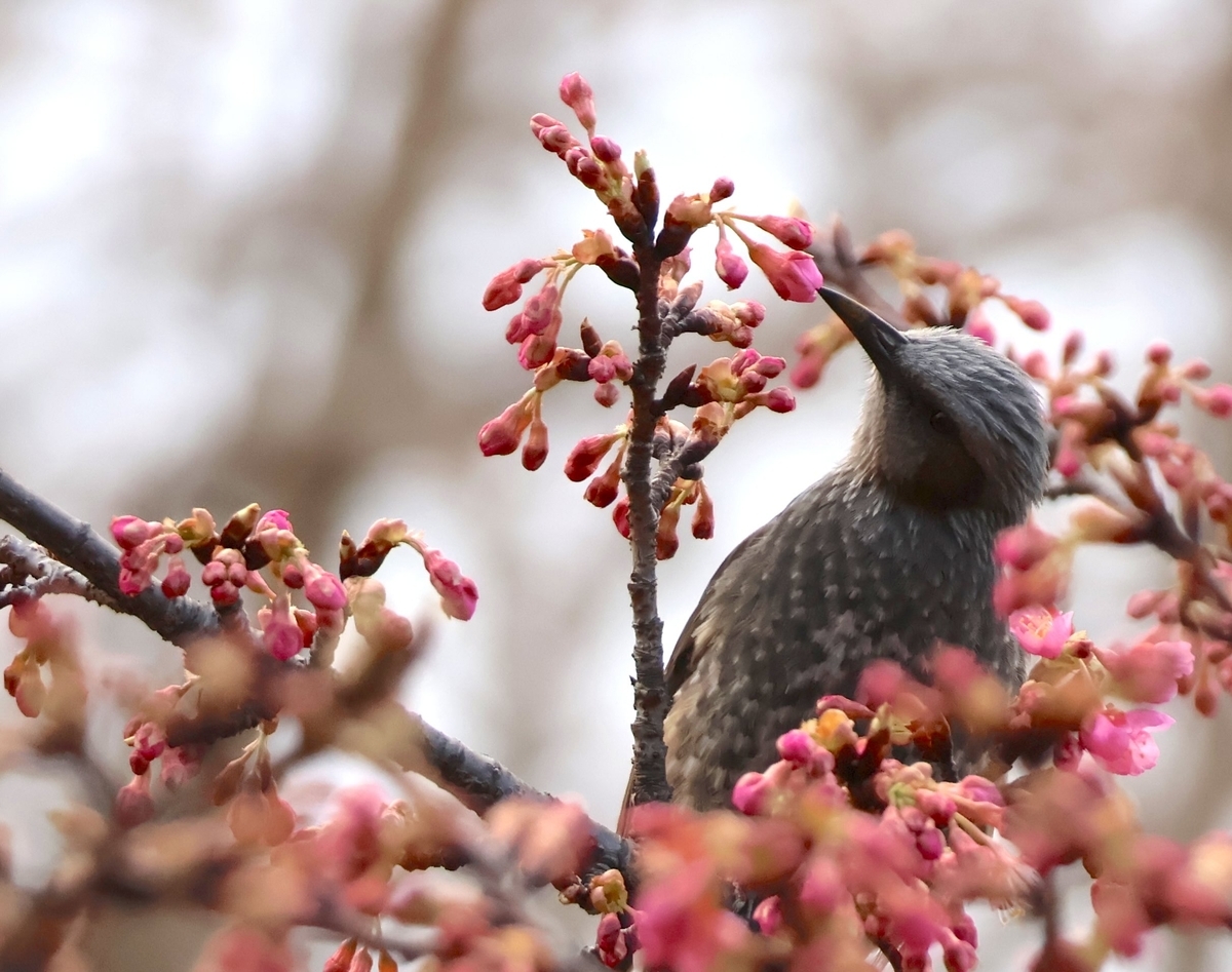 ヒヨドリは河津桜の蕾を食べず花に興味があるようだ
