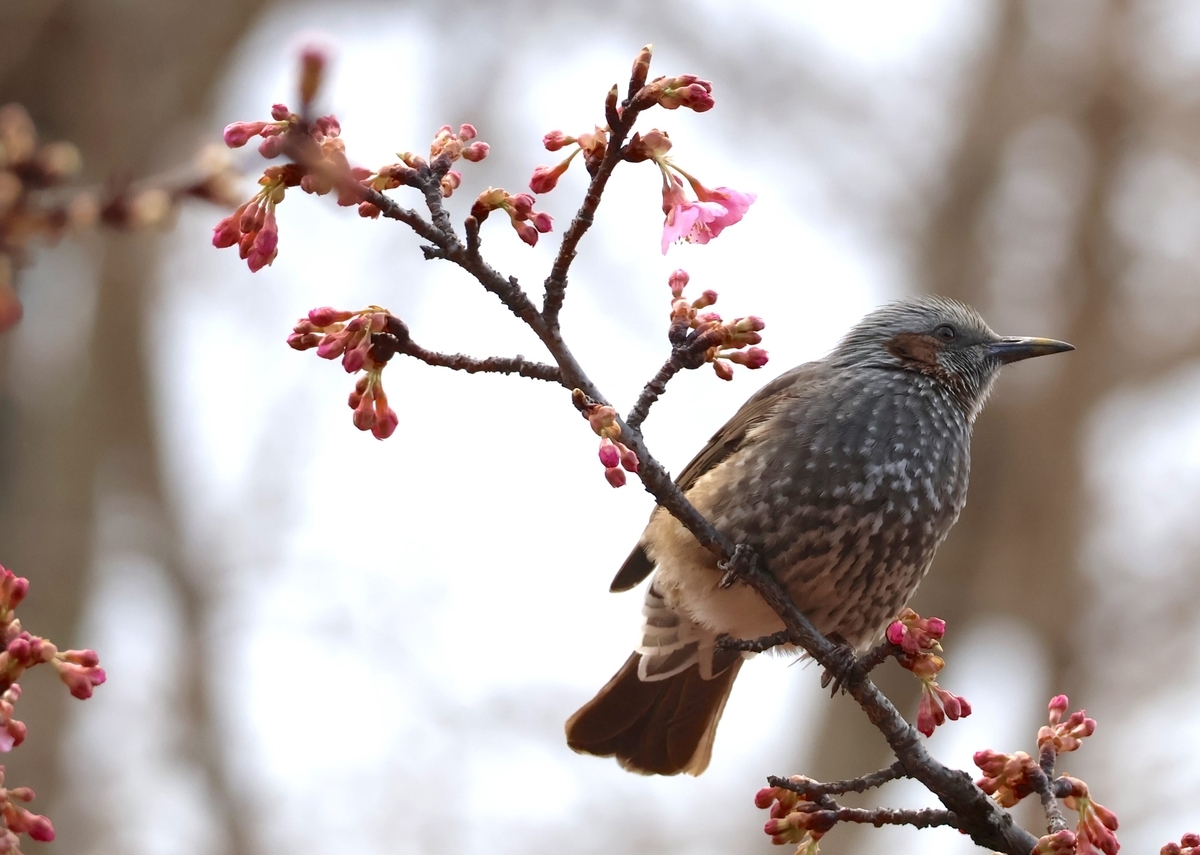 河津桜の花びらを食べ満足したのかも