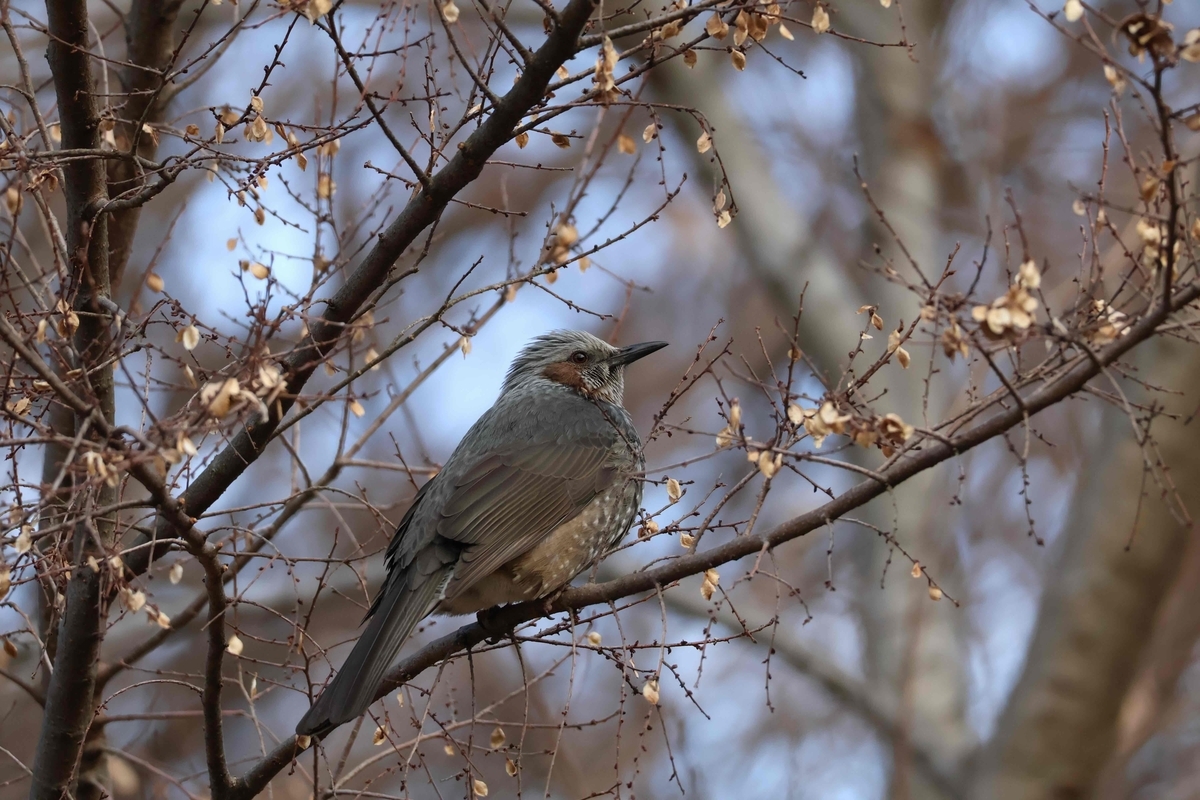 代々木公園「閲兵式の松」近くにいたヒヨドリ