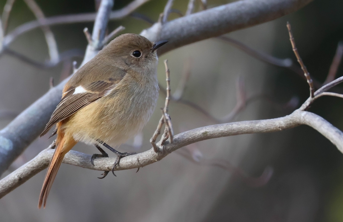 代々木公園のかわいいジョウビタキ