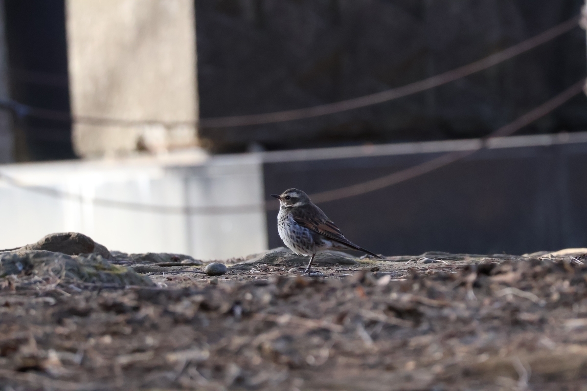 代々木公園のツグミ