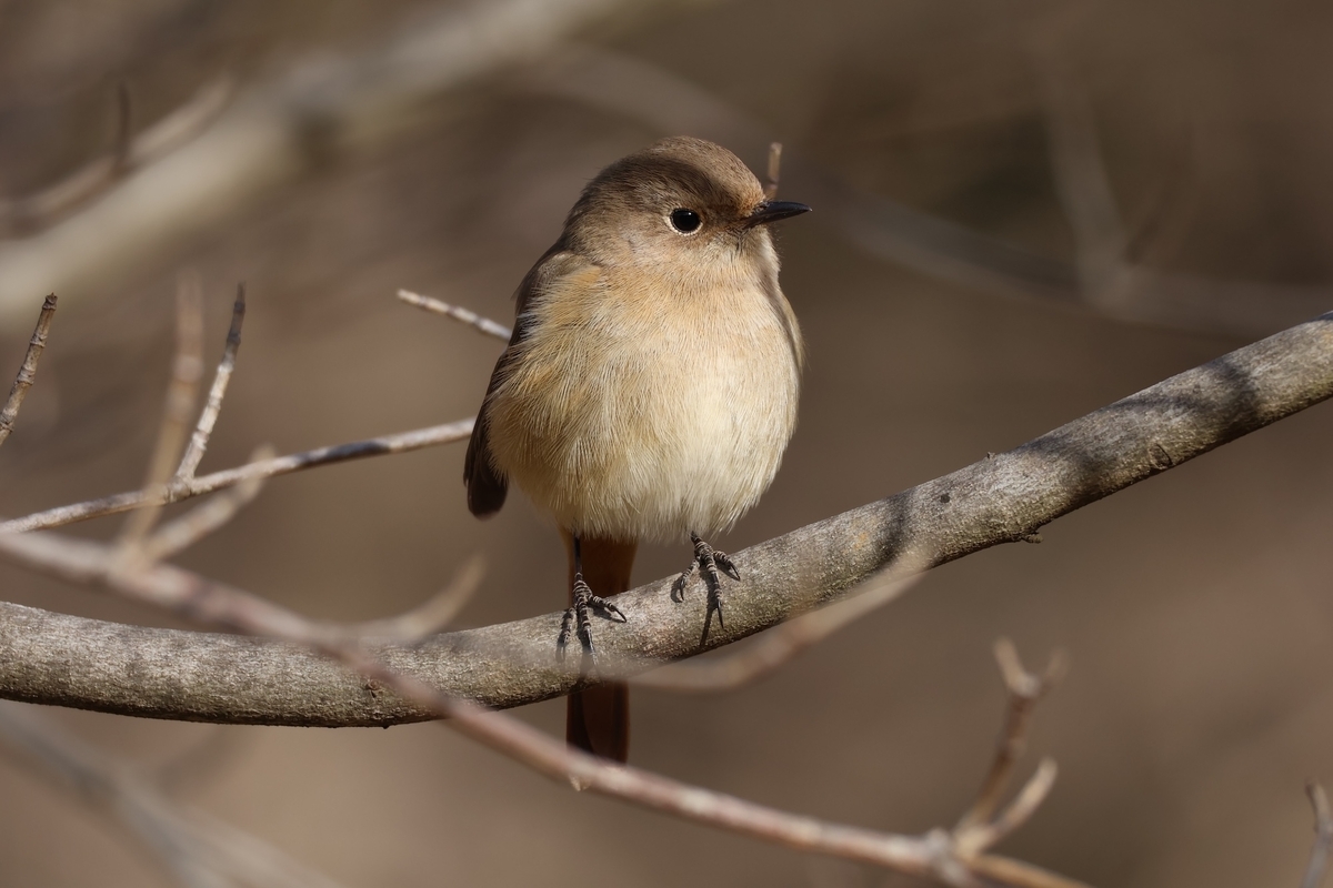 代々木公園のオリンピック記念宿舎前にいるジョウビタキ