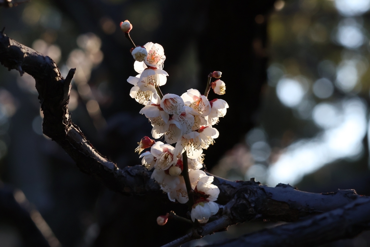 代々木公園サービスセンター近くの梅の花（背景暗い）