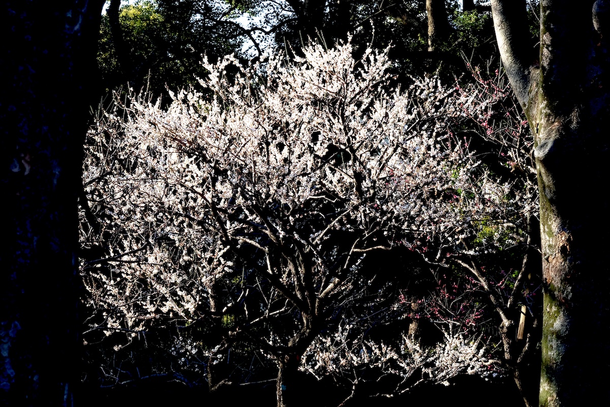 代々木公園「梅の園」の梅の花