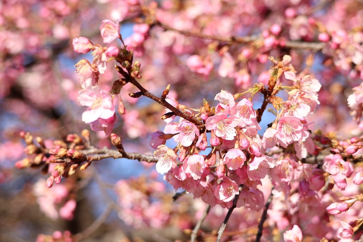 代々木公園の河津桜
